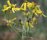 Senecio nemorensis. Соцветие. Алтай, окр. п. Манжерок. 23.08.2009.