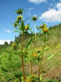 Bidens radiata. Верхушки побегов с соцветиями. Архангельская обл., Холмогорский р-н, окр. пос. Усть-Пинега, берег р. Сев. Двина. 28.08.2013.