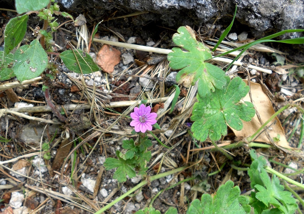 Изображение особи Geranium pyrenaicum.