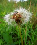 Taraxacum officinale. Соплодие с осыпающимися семянками и с кормящимися клопами (Dolycoris baccarum). Московская обл., Электрогорск, поляна на западном берегу Стахановского озера. 25.05.2014.