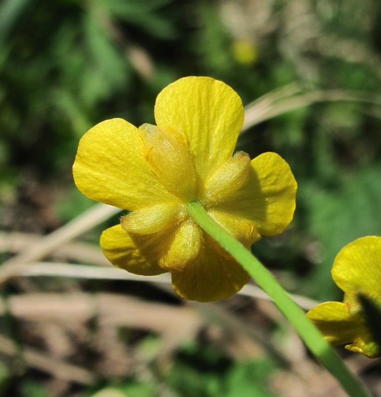 Изображение особи Ranunculus monophyllus.