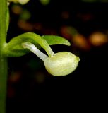 Platanthera chlorantha