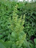 Rumex confertus. Соцветие. Мурманск: мкр-н Росляково, низинка на луговине. 30.06.2016.