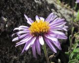 Aster alpinus