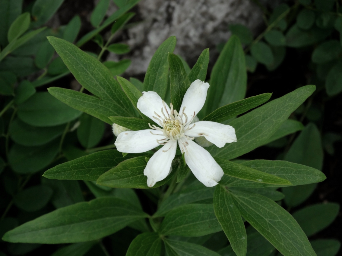 Изображение особи Clematis hexapetala.