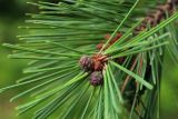 Pinus thunbergii