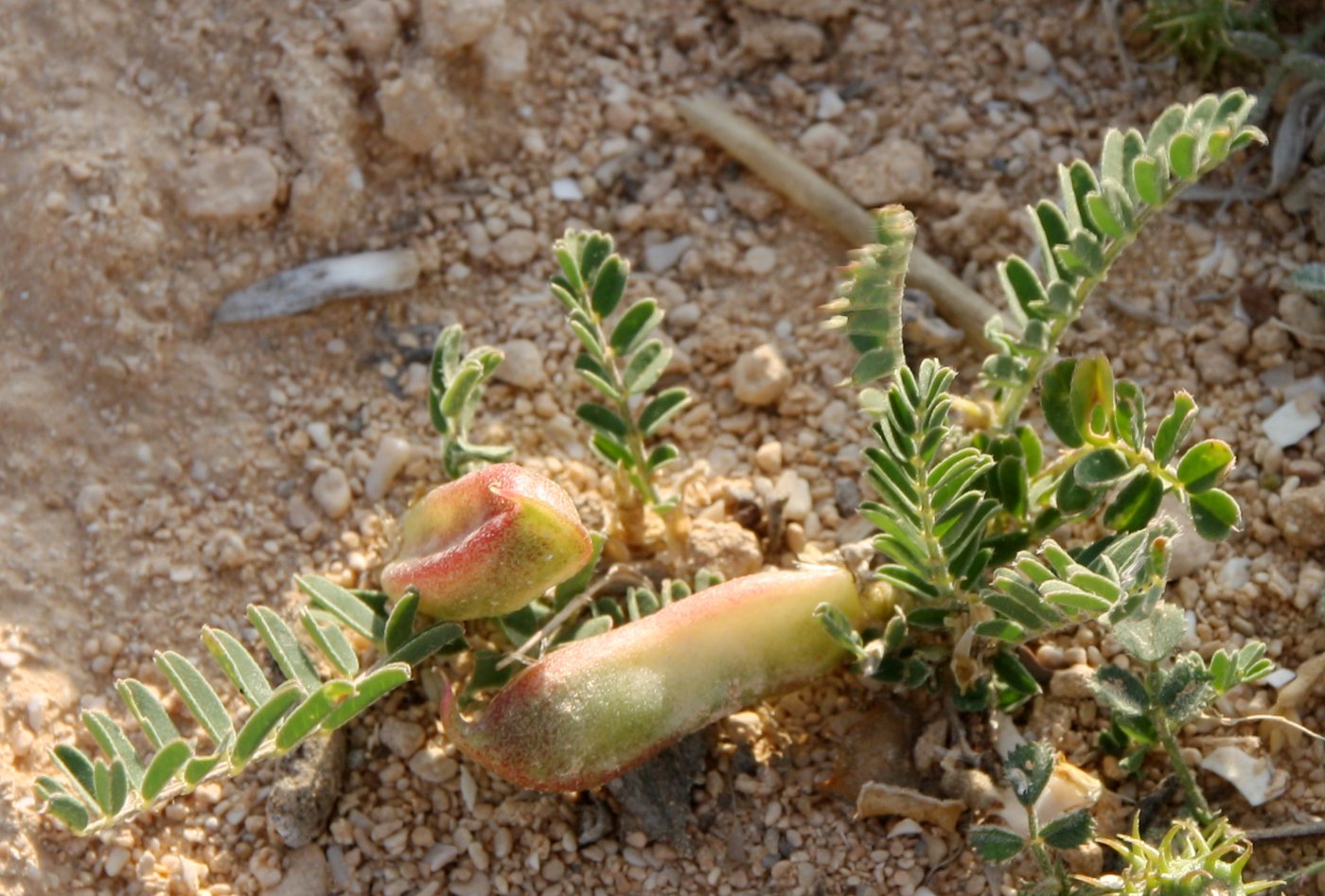 Изображение особи Astragalus boeticus.