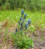 Gentiana glauca