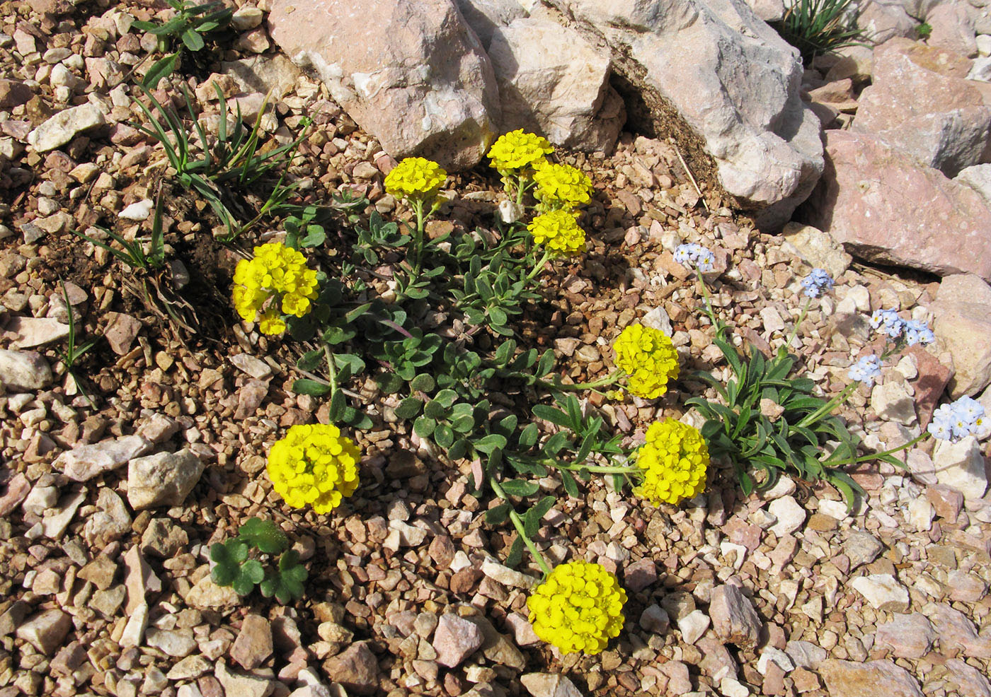 Изображение особи Alyssum oschtenicum.