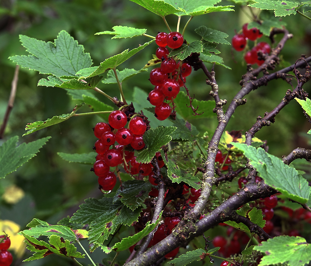 Изображение особи Ribes rubrum.