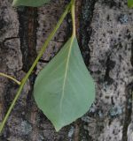 Populus simonii