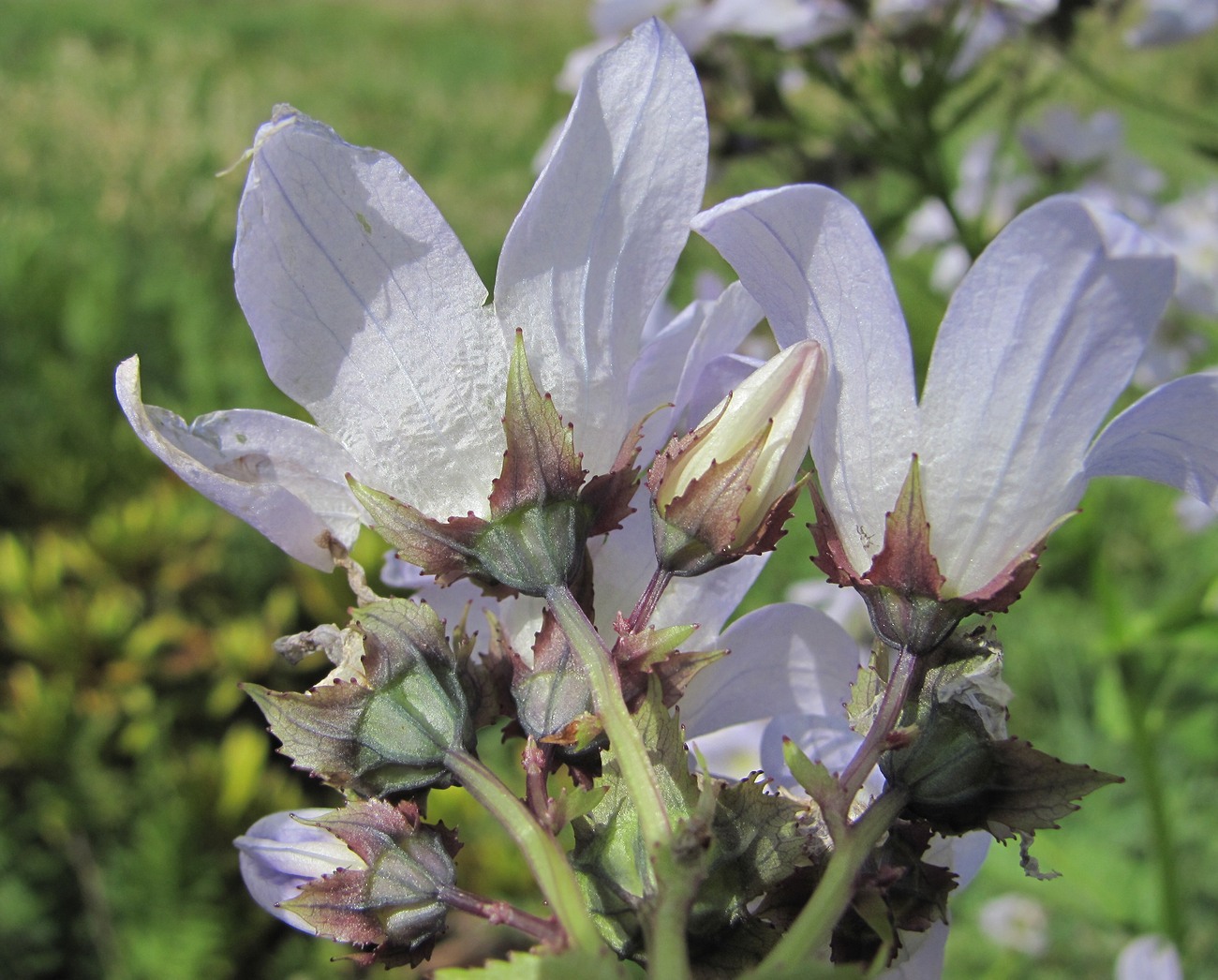 Изображение особи Gadellia lactiflora.