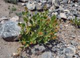 Aconogonon hissaricum. Плодоносящее растение. Таджикистан, Фанские горы, окр. Мутного озера, ≈ 3500 м н.у.м., каменистый склон. 02.08.2017.