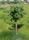 Betula papyrifera. Молодое дерево. Нижний Новгород, газон, в культуре. 05.06.2017.