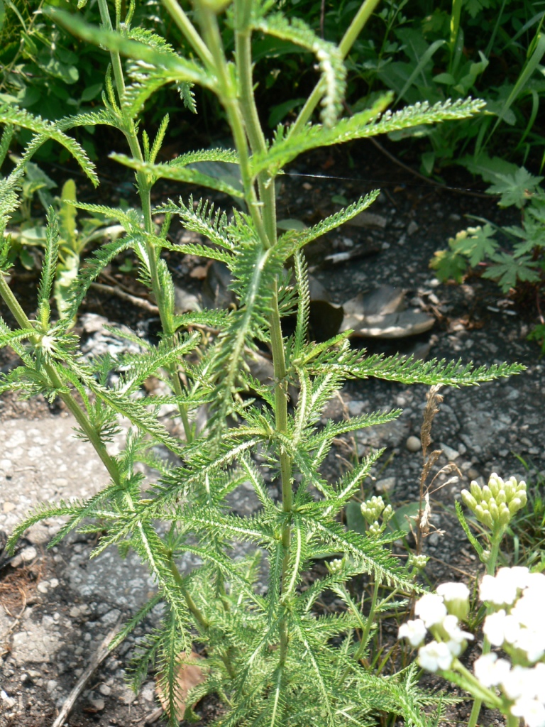 Изображение особи Achillea alpina.