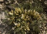 Astragalus rupifragus