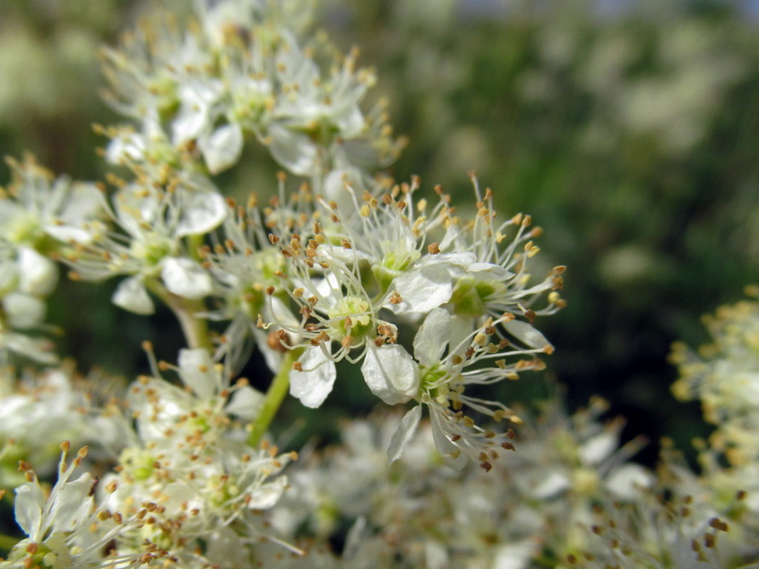 Изображение особи Filipendula ulmaria.