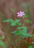 Rubus arcticus. Цветущее растение. Амурская обл., Хинганский заповедник, отроги Малого Хингана, долина р. Дыроватка, заболоченный лиственично-берёзовый лес. 01.06.2018.