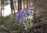 Pulsatilla patens