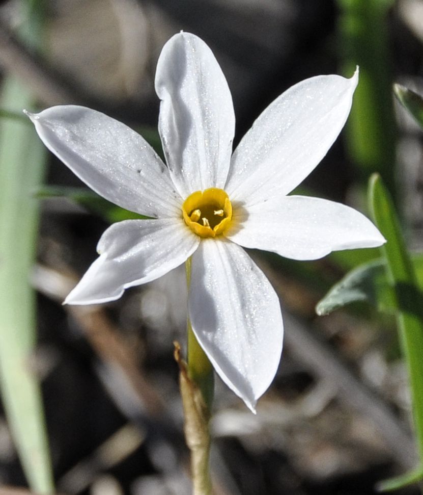 Изображение особи Narcissus obsoletus.