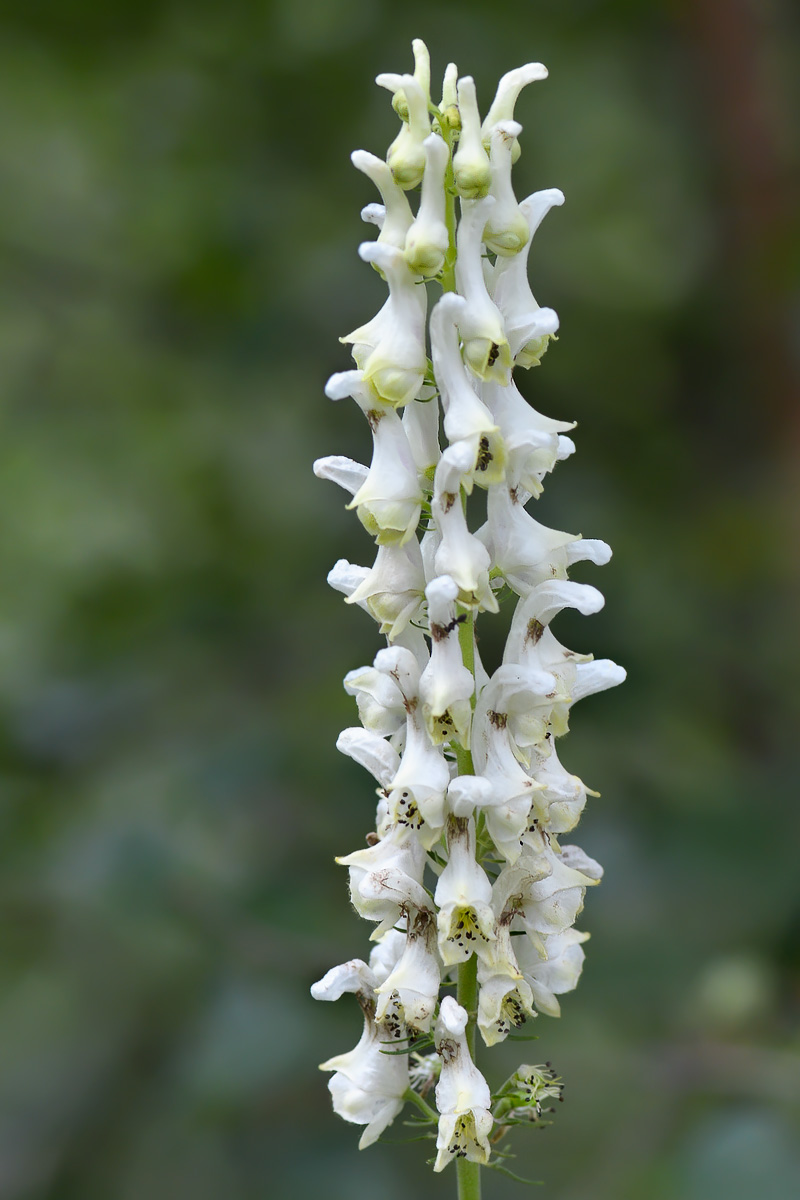 Изображение особи Aconitum orientale.