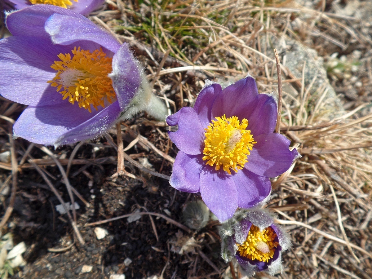 Image of Pulsatilla patens specimen.