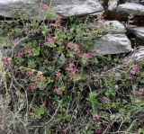 Teucrium divaricatum ssp. canescens