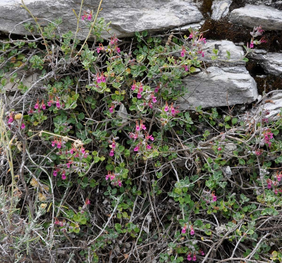 Изображение особи Teucrium divaricatum ssp. canescens.