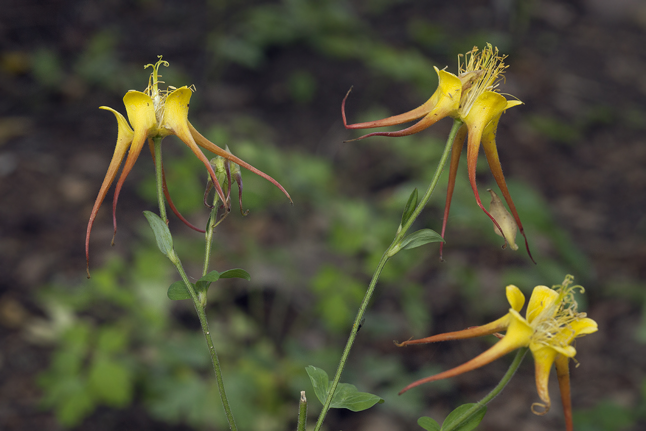 Изображение особи Aquilegia skinneri.