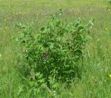 Vicia baicalensis