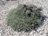 Artemisia hololeuca