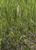 Platanthera bifolia