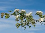 Crataegus rhipidophylla. Ветвь с соцветиями с кормящимися мухами. Краснодарский край, Крымский р-н, окр. станицы Неберджаевская, ур. Темрючки, заросшее дно заброшенного мергелевого карьера. 14.05.2022.