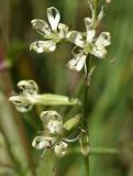 Silene tatarica. Цветки. Марий Эл, Медведевский р-н, окр. пос. Куяр, разнотравный луг. 20.08.2022.