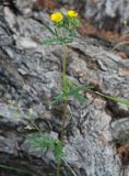 Potentilla multifida. Верхушка цветущего растения. Алтай, Курайская степь, р. Тюте, ≈ 1600 м н.у.м. 20.07.2010.