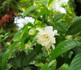 Gardenia jasminoides. Верхушка ветви с цветком. Абхазия, г. Сухум, Сухумский ботанический сад. 25.09.2022.