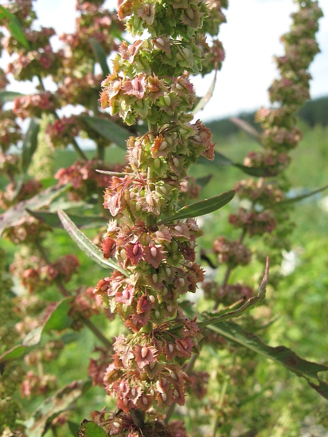 Изображение особи Rumex stenophyllus.