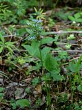 Brunnera sibirica. Цветущее растение. Красноярский край, Шушенский р-н, национальный парк \"Шушенский Бор\", ≈ 500 м н.у.м., смешанный лес. 11.06.2022.