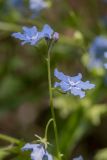 Omphalodes cappadocica