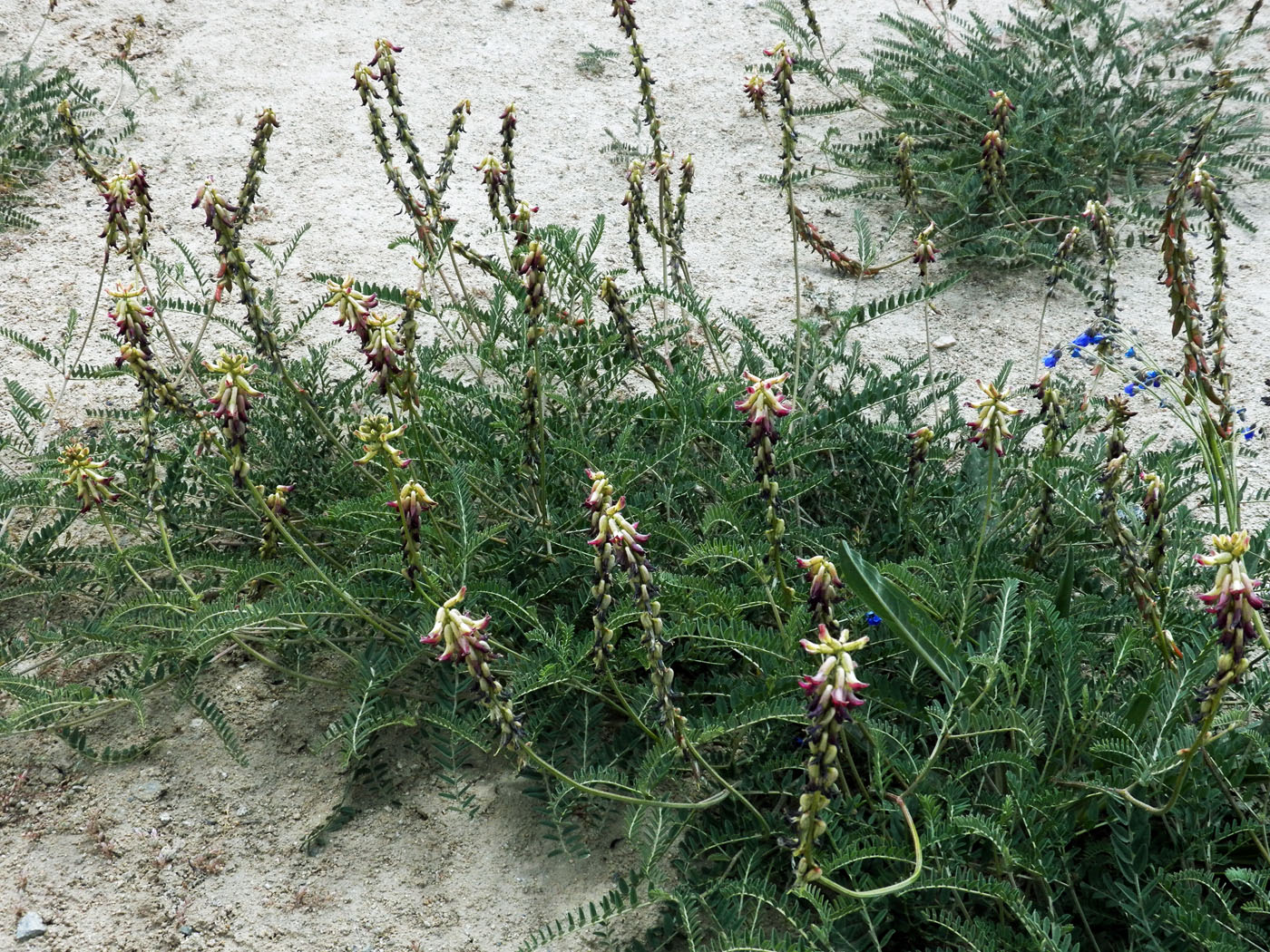 Изображение особи Astragalus peduncularis.