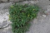 Diplotaxis tenuifolia. Вегетирующие и цветущее растения. Грузия, г. Тбилиси, подножие каменной стены крепости. 10.06.2023.