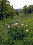 Paeonia lactiflora. Цветущие растения в дубовом редколесье. Приморский край, Хасанский р-н, окр. оз. Лотос. 01.06.2007.