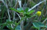 Medicago lupulina. Верхушка побега с соцветием и соплодием. Ростовская обл., Азовский р-н, с. Кугей, во дворе. 25.09.2011.