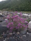 Chamaenerion colchicum