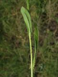 Crepis setosa. Часть побега. Крым, окр. Щебетовки. 20.05.2012.