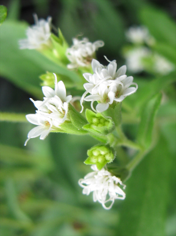 Изображение особи Stevia rebaudiana.