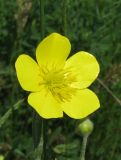 Ranunculus illyricus