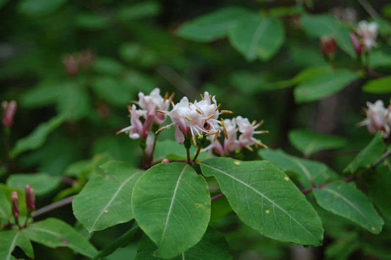 Изображение особи Lonicera orientalis.