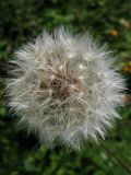 Crepis rhoeadifolia