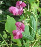 Impatiens glandulifera